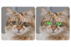 AI Eye Color Changer for Pet Eye Color Edits