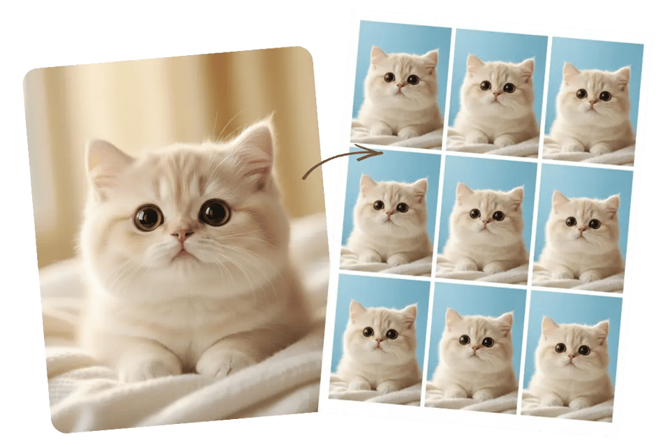Cat ID Optimization for Natural Cat Passport Photos