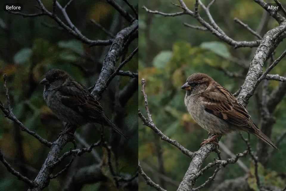 Remove Grain from Photo Caused by Compression and Artifacts