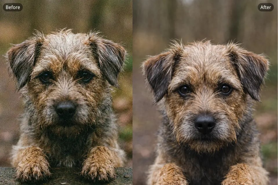Remove Noise from Pet and Animal Photos